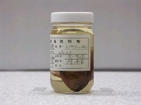 藏品(羽高身雀鯛)的圖片